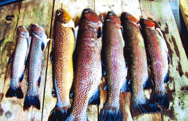 Apartment in a Charming Location on Forellenhof, Zorn Valley, Dabo - Foto 76