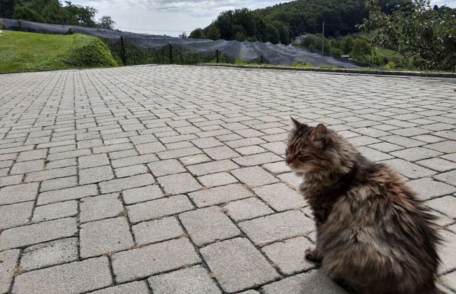 Apartment in St. Stefan im Rosental - Foto 23