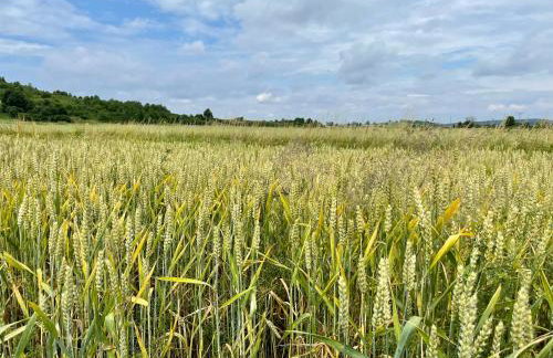 U Ewy pod Brzozami - Foto 45