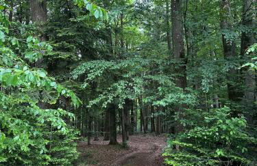 Apartment Waldblick - Entspannung auf dem Land - Foto 36
