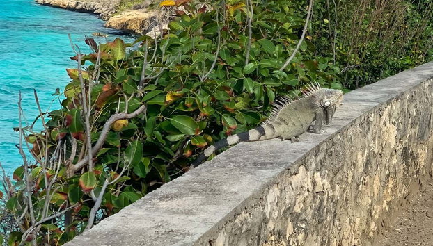 Tour por el norte de Bonaire - Foto 3, Una iguana sobre uno de los muros de Bonaire