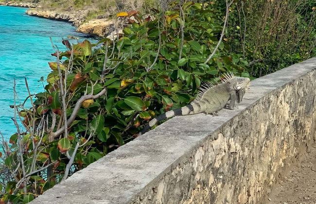 Tour del nord di Bonaire - Foto 3