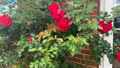 Rose Cottage - Foto 3