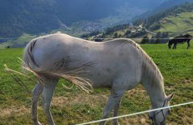 Very Nice Appartment for 4, Marilleva 900, Val di Sole - Foto 44