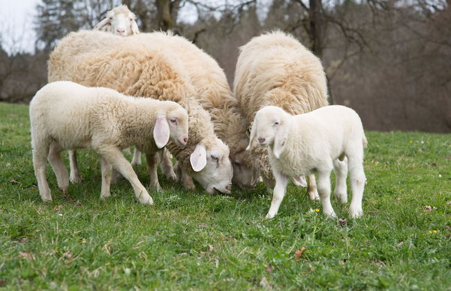 Gut Grasleiten - Foto 41