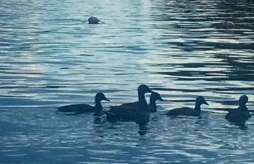 Mooseleuk Lodge - Foto 7