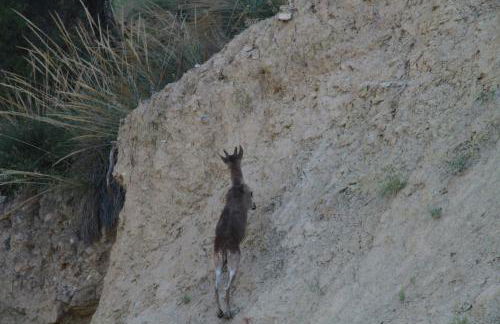 Alojamientos Rurales Cortijo Las Golondrinas - Foto 73