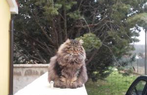 Apartment Lavanda - Foto 31