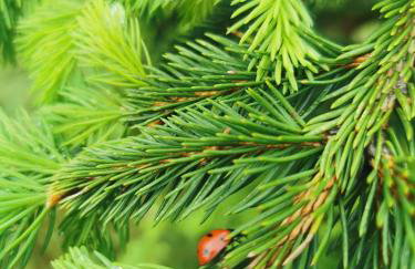 Kuća za odmor - Agatha - Bjelolasica - Foto 43