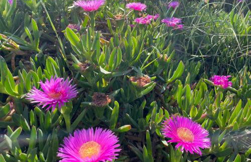 Appartamento in Villa con giardino vicino al mare - Foto 16