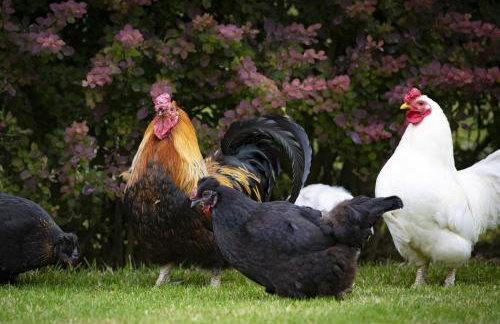 Five Acres - Foto 41