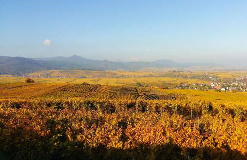 Au coeur de l'Alsace - Gîtes - Photo 42