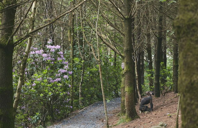 Mushroom Yurt set in 4 Acres of Woodland and Lakes - Foto 13