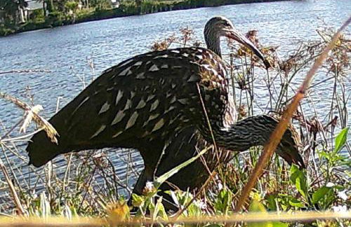 Cape Coral Wildlife Views-Heated Pool-Pet Friendly - Foto 29