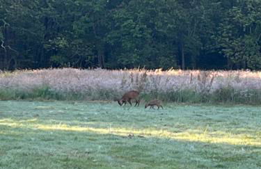 les Palmiers - Foto 21