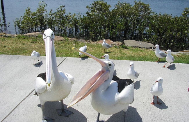 Boathouse Resort Tea Gardens - Foto 42