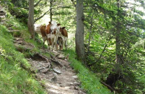 Ferienwohnungen Gästehaus Sonnenkreis - Foto 5
