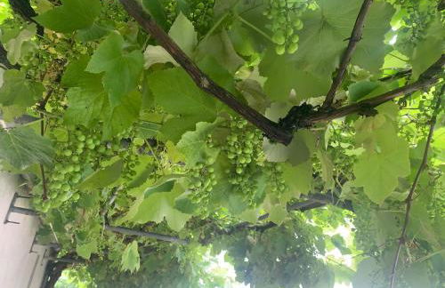 Casa Otilia - Rural - Camino de Santiago - Arzúa - Foto 70