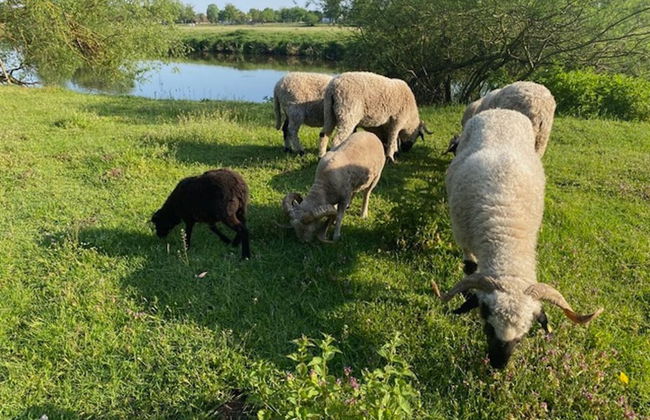 Tranquil Holiday Home in Winsen near River - Foto 34