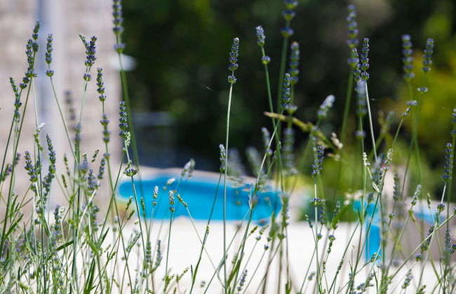 Villa Luce Konavoka - Foto 23