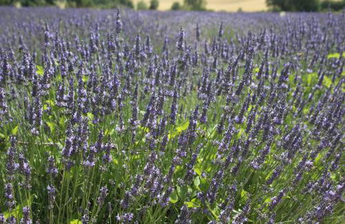 Les Guillaume Rey - Foto 12