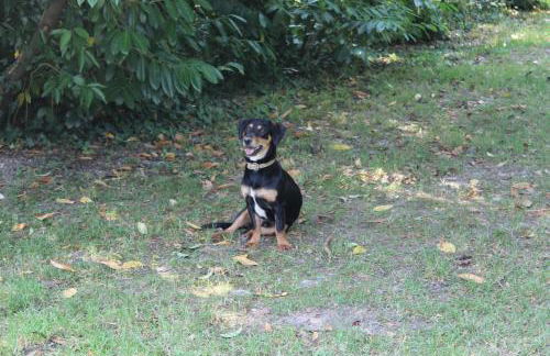 Villa Mainardi Agriturismo - Foto 52