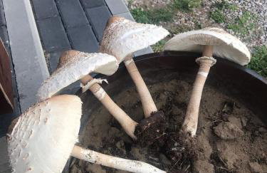 Chatka Baby Agi - Foto 46