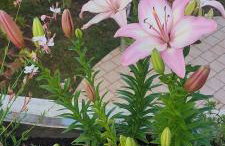 Holiday house "LEA" - Photo 62