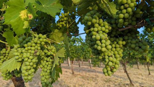 Libero Ranch - Foto 4, Garden