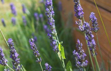 Wooden house Lekneno, near the airport - Foto 12