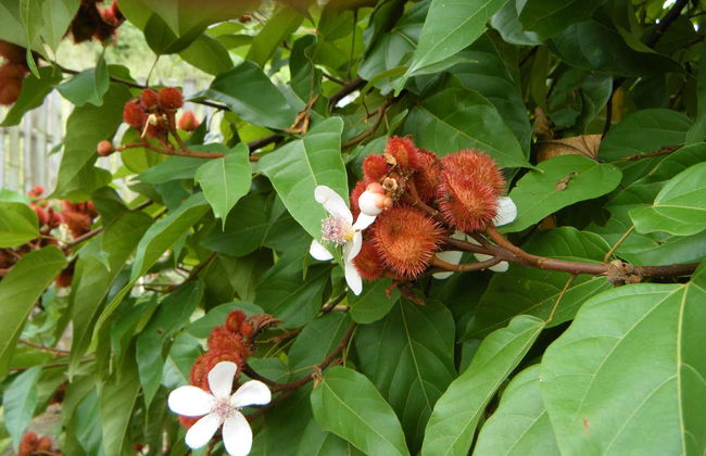 Tour gastronómico por Huatulco - Foto 7