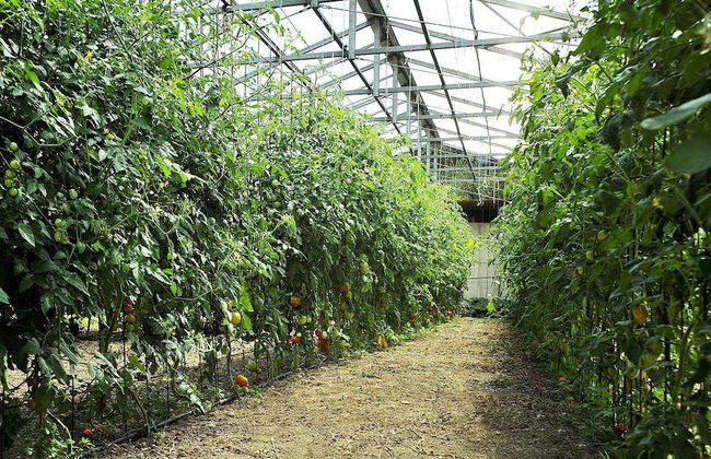 Fattoria Giunasco - Foto 42