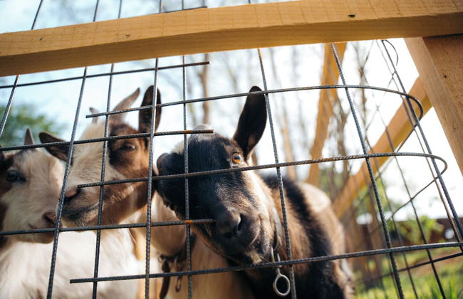 Milea Agritourism - Foto 67