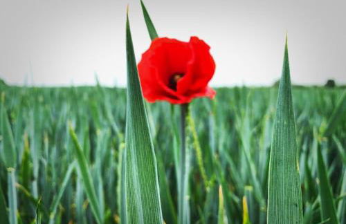 Ferienwohnungen Haus Sommerlust - Foto 10