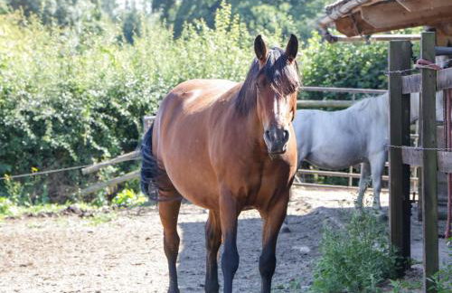 Steel Works Farm - Foto 28