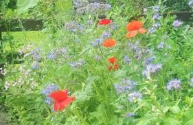 The Willow (Alton Towers, Animals, Peak District) - Foto 30