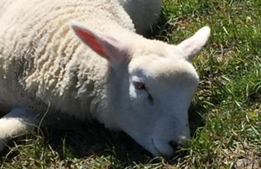 Ferienwohnung Ausguck - Foto 50