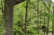 Zielony domek nad Marychą w Budwieć - Foto 43