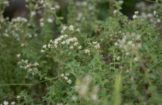 Agrilia Koromili Retreat - Foto 30