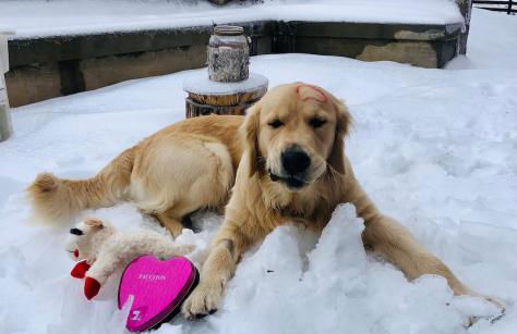 Shenandoah Holiday Chalet Fireplaces & Game Barn - Foto 18