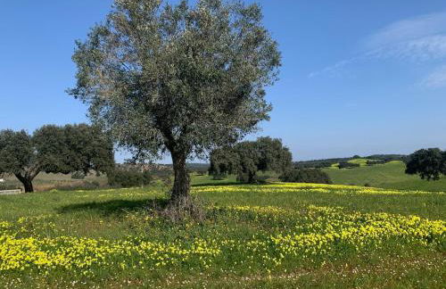 The Palm Tree House Alentejo Private swimming pool 6 suites Iconic Palm tree - Foto 21