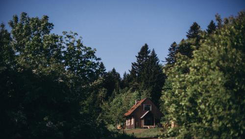 Mech i brzoza - Foto 3