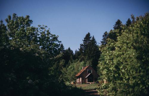 Mech i brzoza - Foto 3