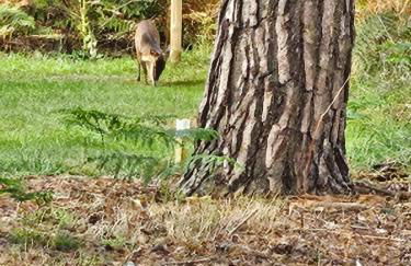 Fawn Lodge, Kelling Heath - Woodland Setting and Pets Welcome - Photo 15