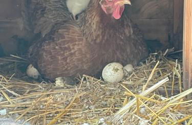 Casa CampoSelvatico - Foto 50