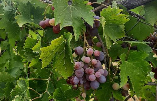 Αρχοντικό Παπανικολάου - Foto 62