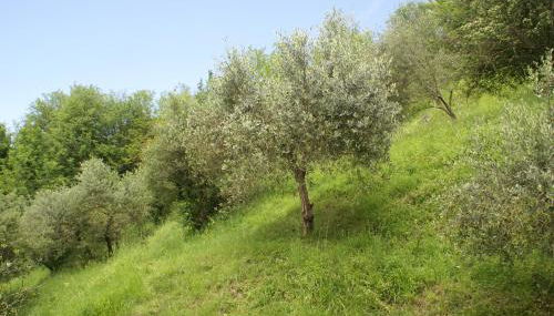 Tradizione Toscana ristrutturata nel 2021 - Foto 2