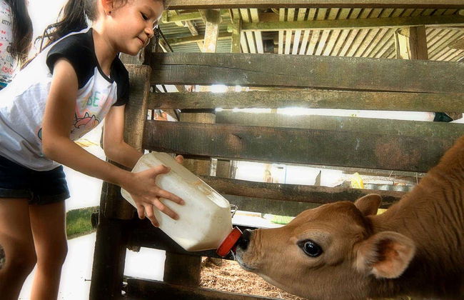 Visita a uma fazenda - Foto 7