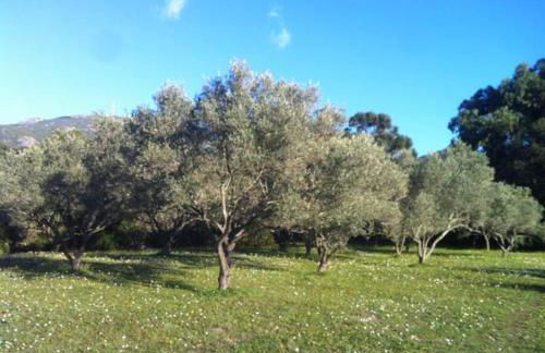 Les jardins de Foata - Foto 21