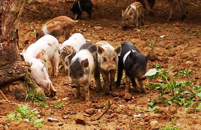 Agriturismo Grecinella - Foto 92